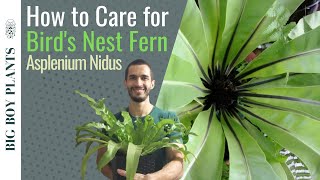 How to Care for a Birds Nest Fern Asplenium Nidus [upl. by Ferro722]