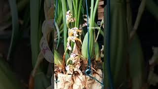 Maxillaria quotBrasilorchisquot Picda [upl. by Teena]