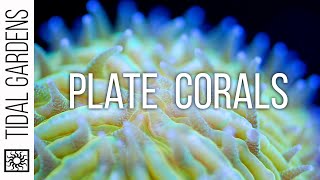 Plate Coral Care Tips  Fungia Cycloseris Diaseris Lithophyllon etc [upl. by Notsuoh557]