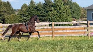 INGATES CARMA Morgan Mare For Sale [upl. by Tayler]