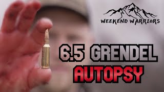 65 Grendel For Deer  Full Autopsy  Texas Deer Hunting  Hornady Black ELD Match Bullet [upl. by Anayt]