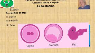 Gestación en Bovinos Parte 1 Generalidades y Etapas [upl. by Hardy]