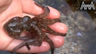 AwA Octopus in a rock pool Octopus Australis [upl. by Annaed]