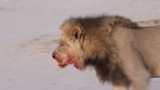 Kgalagadi Lion covered in blood Botswana [upl. by Eilis]