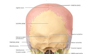 posterior view of the skull شرح بالعربي كتاب snell netters Grays head amp neck anatomy [upl. by Christmas934]