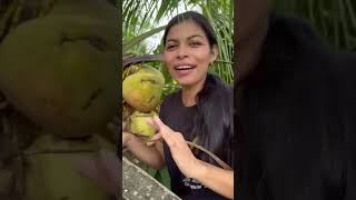 Le presento la palma de coco frutas naturaleza fruit [upl. by Almallah659]