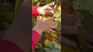 Harvesting Fresh Lemonsamp Oranges🍋🍊 fruitsatisfying harvesting naturegarden shorts shots [upl. by Negyam274]