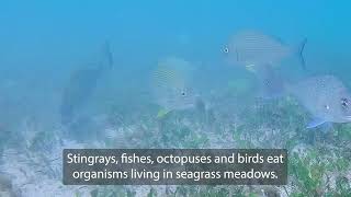 NSW marine life – the importance of seagrass [upl. by Urissa]