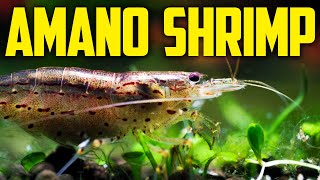 Amano Shrimp Care Guide  Best AlgaeEating Shrimp [upl. by Einnij12]