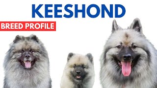 Keeshond Dog Breed Profile History  Price  Traits  Grooming Needs  Keeshond Dog Lifespan [upl. by Nilpik]