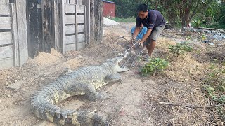 Activities every day to capture crocodiles [upl. by Uela]