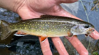 Fly Fishing for Brook Trout Back Country Camp day 1  Shenandoah National Park [upl. by Anders]