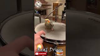 A parrot play drum chamisdrums [upl. by Nehtan22]