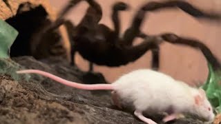 Goliath Birdeater Tarantula Theraphosa stirmi eats a live mouse [upl. by Xet]