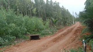 Eucalyptus plantation of two years age plants [upl. by Eladnek]