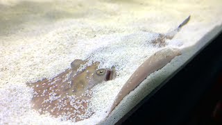 Freshwater Stingray Care Guide  Is a Stingray Home Aquarium Right For You [upl. by Haldi]