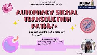 8 Autophagy Signal Transduction Pathway [upl. by Ylecic425]