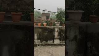 FINAL DECORATING MY ROOP TOP  TERESS GARDEN  CHADBAGAN SHORTS nature gardenplants [upl. by Jada]