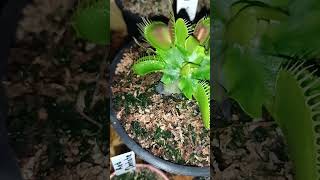 🔥🌱Alimentando Dionaea Gigante con Tenebrios☠️🌱🔥 Plantas Carnívoras 🇧🇴🔥 [upl. by Aiynot]