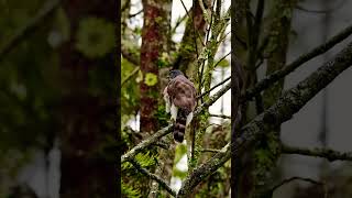 Crested Goshawk  Handheld video  Nilgiris  viral shortvideo wildlifephotography ytreels yt [upl. by Redienhcs497]