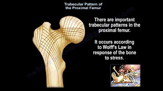 Trabecular Pattern of the Proximal Femur  Everything You Need To Know  Dr Nabil Ebraheim [upl. by Euhsoj]