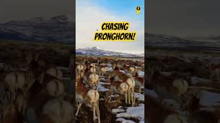 Pronghorns The Fastest Animal Youve Never Seen [upl. by Esorbma]