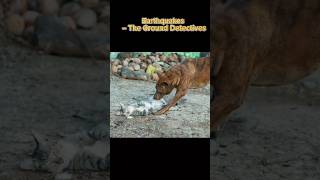 Earthquakes – The Ground Detectivesdogscatpetsdogvscats animal sensescatbehavior dogbehavior [upl. by Omsoc]