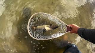 Ep 22 NICE Cutthroats out of Long Draw Reservoir on terrestrials [upl. by Farmelo872]