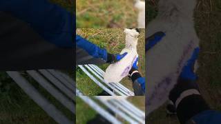 Rider Saves Two Lost Sheep  NorthWestEnduro [upl. by Einnov]