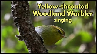 YELLOWTHROATED WOODLAND WARBLER singing its sweet melodious song [upl. by Odell]