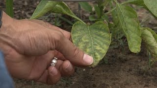 NutrientDeficient Yellowing Leaves Pepper Fix  This Week In the Garden [upl. by Lapointe505]