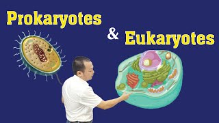 Prokaryotes and Eukaryotes  Part 1 cellbiology ProkaryotesVsEukaryotes [upl. by Ymmat]