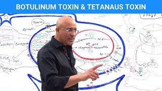 Botulinum Toxin amp Tetanus Toxin Mechanism [upl. by Hofstetter]