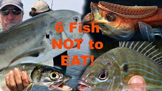 6 Saltwater FISH you should NOT try to eat [upl. by Ngo]