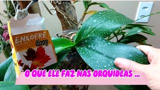 MUITOS NÃO USAM ENXOFRE NAS ORQUÍDEAS POR ISSO Benefício dele nas orquídeas e como usar [upl. by Gena]