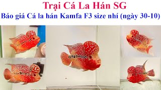 Báo giá cá la hán Kamfa F3 size nhỏ ngày 3010  Trại Cá La Hán SG [upl. by Nathalie]