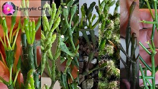 Clonal Variation in Epiphytic Cacti [upl. by Irvin]