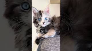 kitten mainecoonkitten [upl. by Barbee]