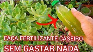 FERTILIZANTE INCRÍVEL CASEIRO para PLANTAS e SUCULENTAS [upl. by Llien963]