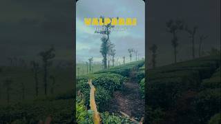 Beauty Of Valparai valparai tourism shorts [upl. by Frazier]