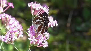 Doddash Sailer Butterfly Visits Sweet William Catchfly Flowers for Nectar [upl. by Yedsnil210]