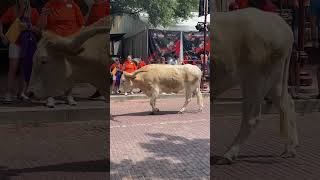 Cowtown Cattle Drive Fort Worth Stockyards Texas [upl. by Notfilc955]