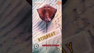 Stingray 🦈 How Stingrays STING [upl. by Hesta556]