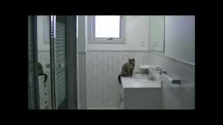 Cheap Bathroom Update  How to Paint Tile [upl. by Aralc]