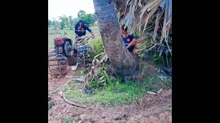 Farmers plow fields near palm trees farming rice tree together plowing [upl. by Aihseyk]