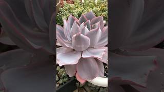 shorts  Echeveria Afterglow [upl. by Amle99]