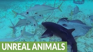 Nurse shark and stingray battle for food [upl. by Enaled]