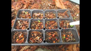 How to propagate Arbutus trees from seed [upl. by Tiphani]