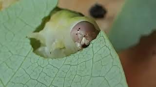 caterpillar eating a leaf with doom music [upl. by Domph]