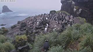 TawakiCam  Erectcrested penguins in Anchorage Bay Antipodes Island [upl. by Roane]